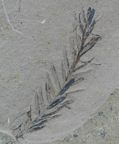 Metasequoia (Dawn Redwood) Fossil - Montana #56866